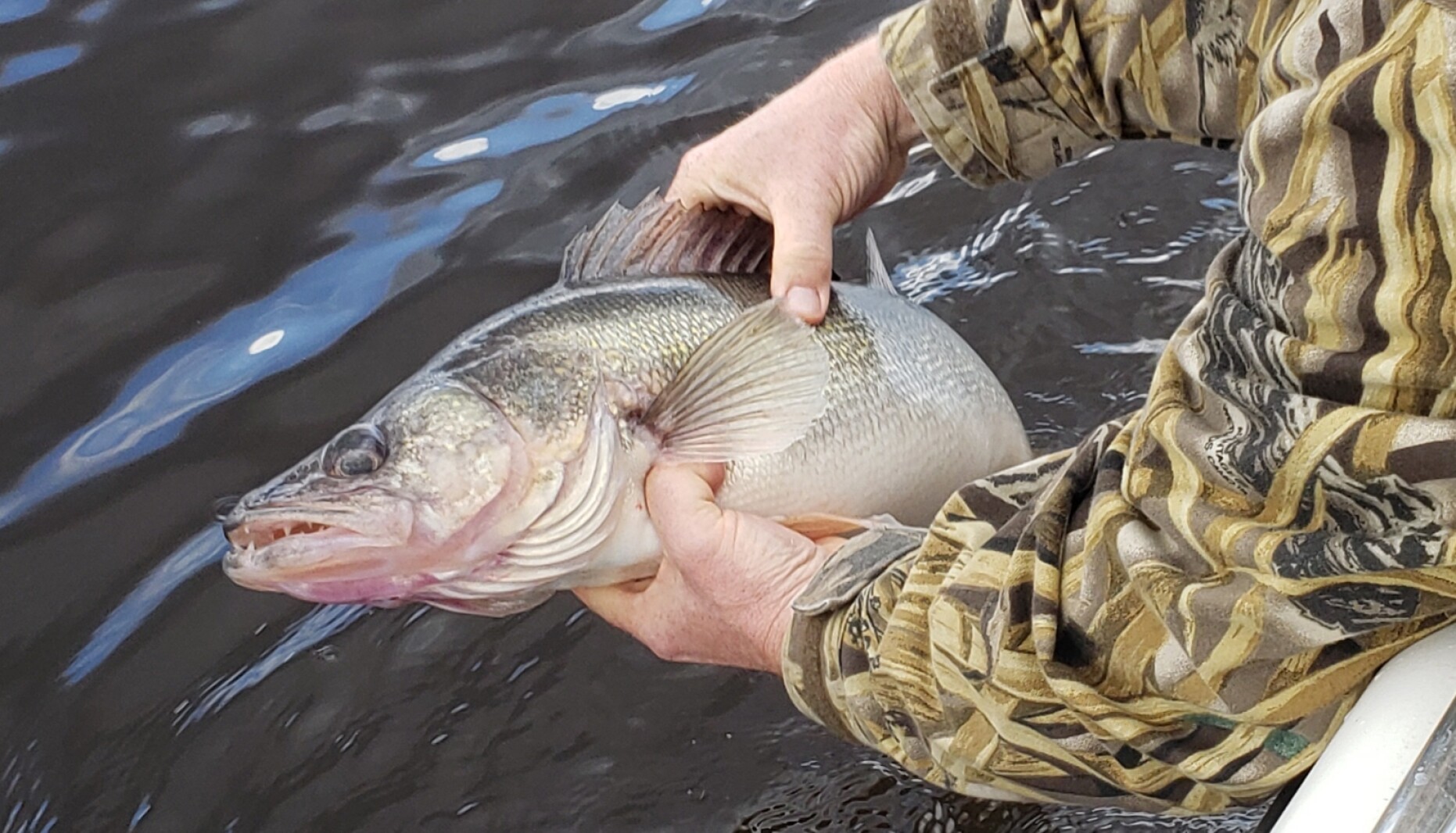 Dokken: Walleyes might be prized in Minnesota and North Dakota, but not in this Idaho lake Dokken: Walleyes might be prized in Minnesota and North Dakota, but not in this Idaho lake