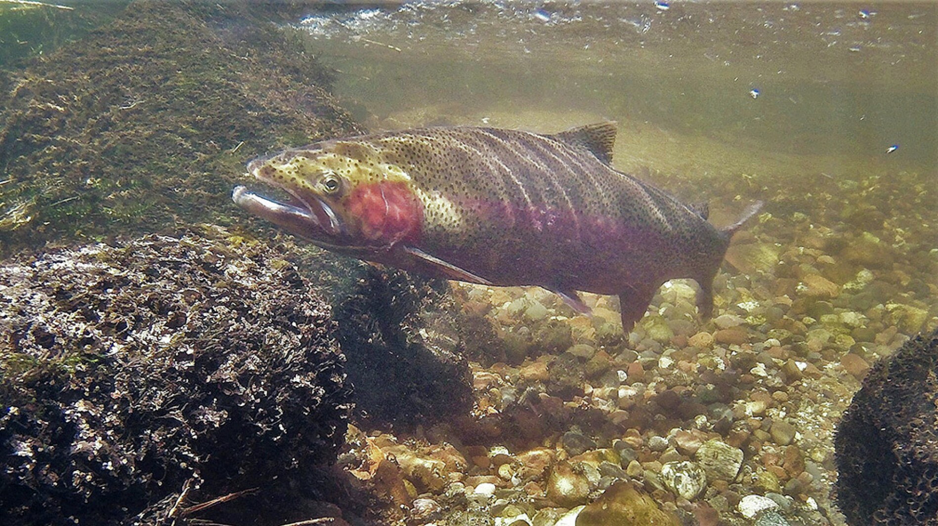 Former fisheries biologist produces underwater video of steelhead ...