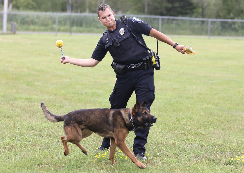 Superior K9 Officer Tyler Rude throws a ball for his K9, Radik