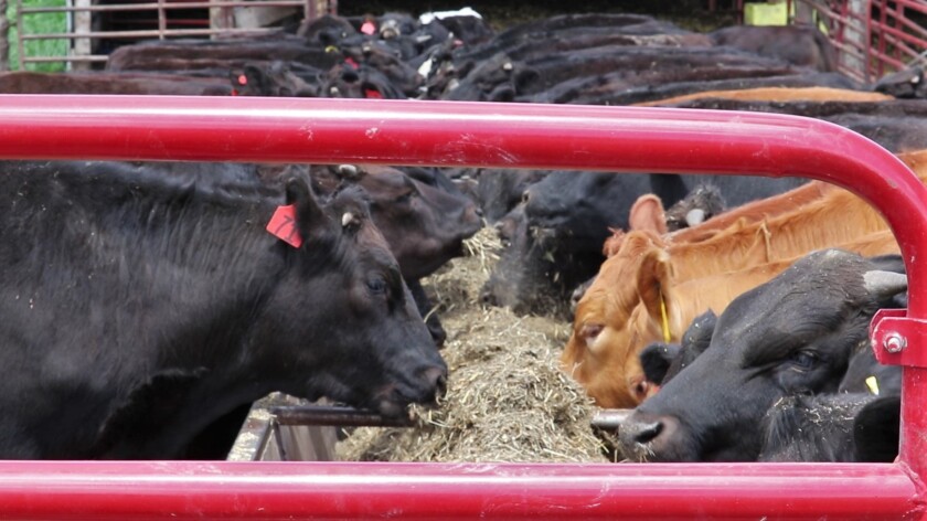 Wagyu feeding.jpg