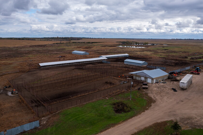 North Dakota's Black Leg Ranch boosts business with black Angus, bison ...