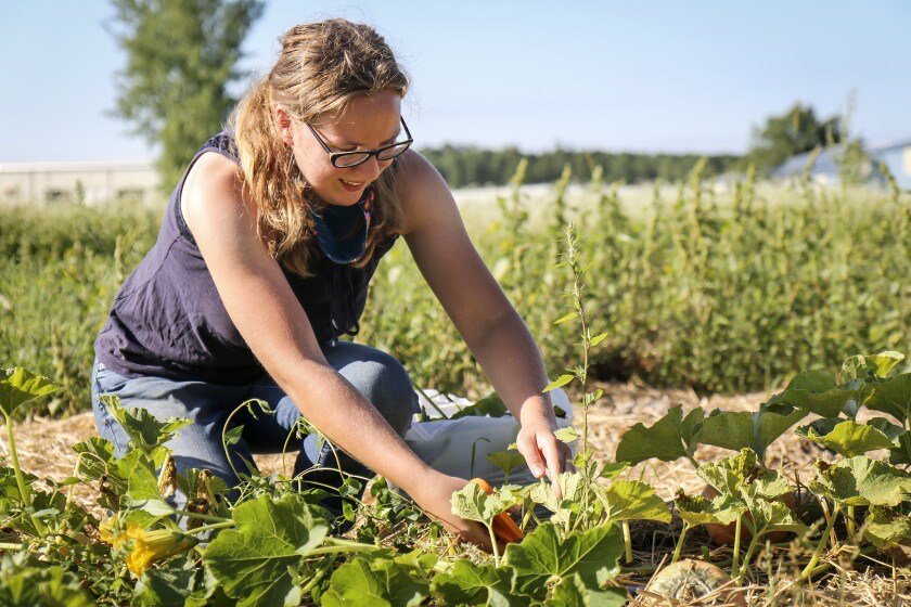 Farm To Table Other Services Carry On At Bemidji Community Food Shelf Pioneer News Weather And Sports From Minnesota Bemidji Community Food Shelf, How Does Farm To Table Work