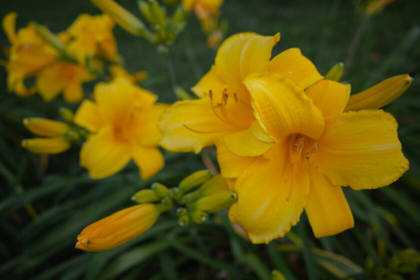 Edible Flowers