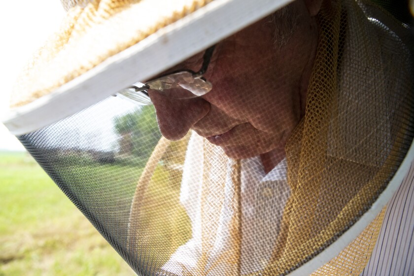 Wearing a protective head covering designed to keep bees at bay, beekeeper Russ Koopman spends time checking up on his beehives near Olivia on Wednesday, July 20, 2022.