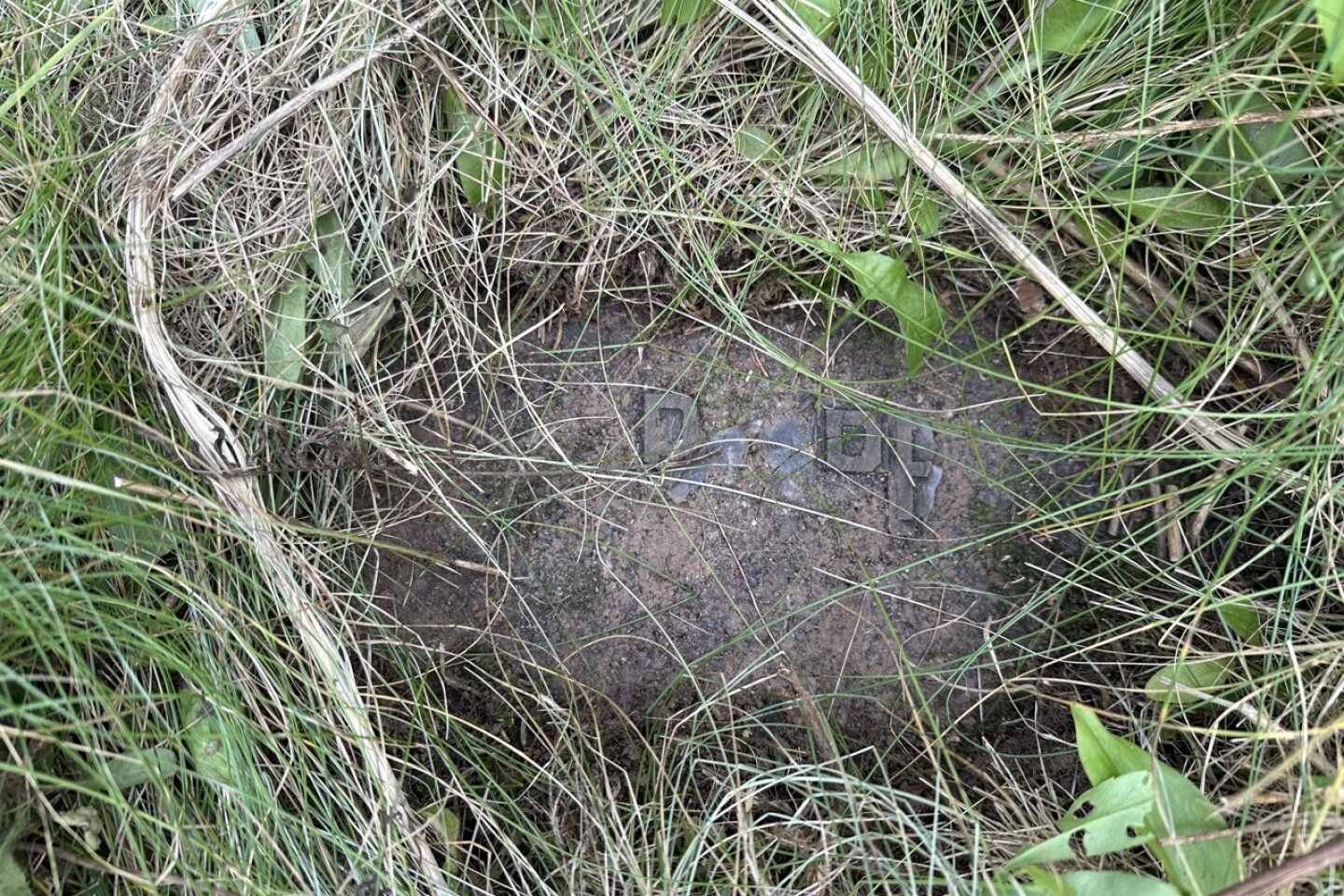 A few letters glued remain on a stone headstone largely covered by grass
