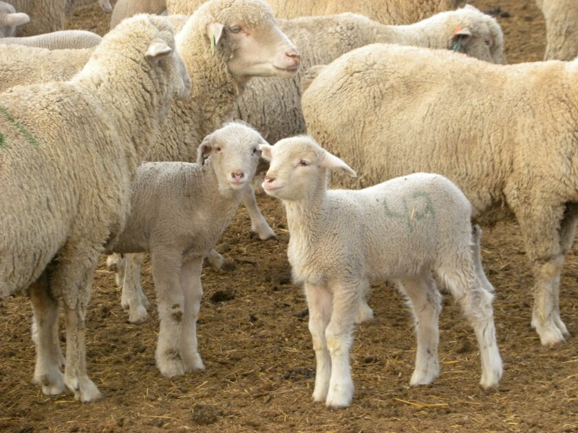 090720.AG.HettingerNDWool02.jpg