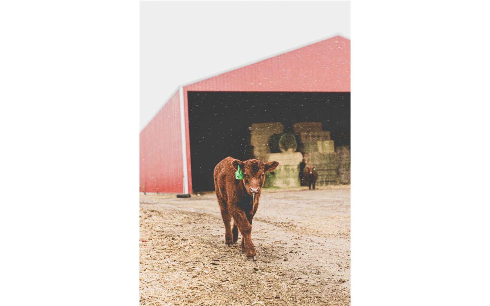 GronsethCattleFarm-6web.jpg