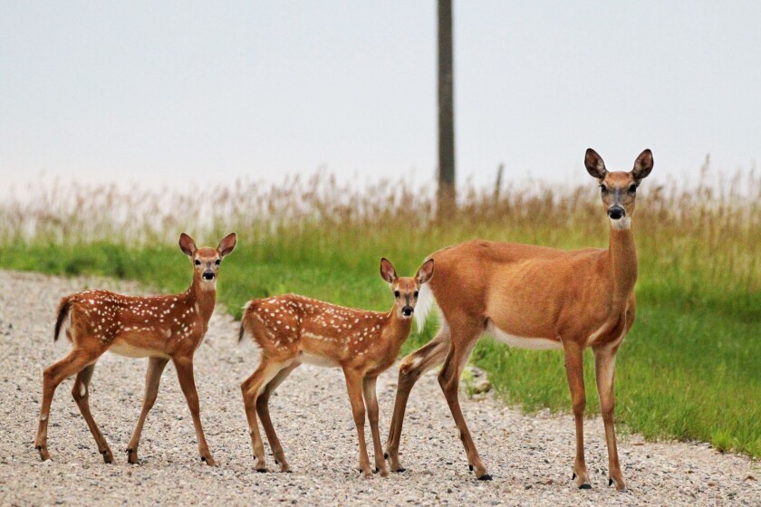 Mother deer and two fawns