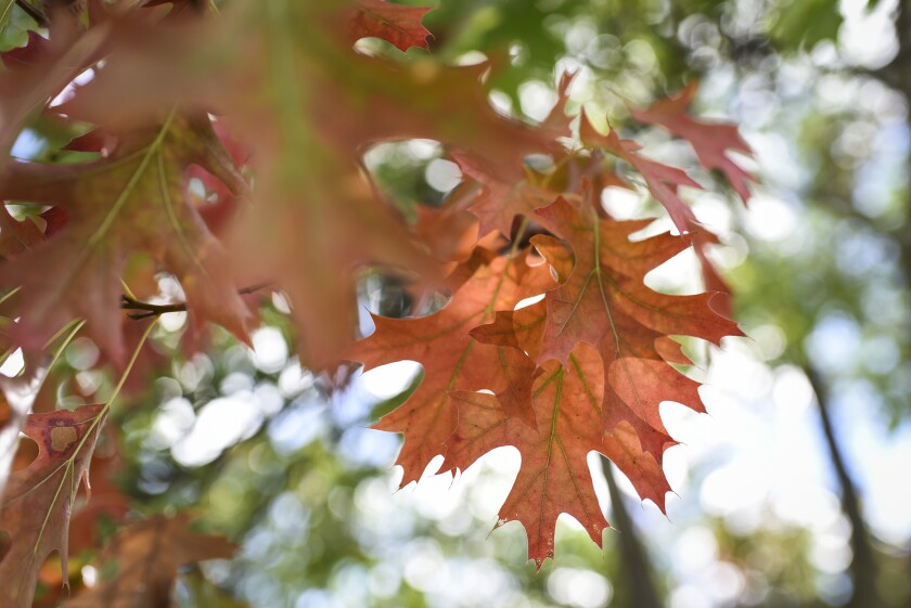 091121.O.BP.FALLCOLORS - 6.jpg