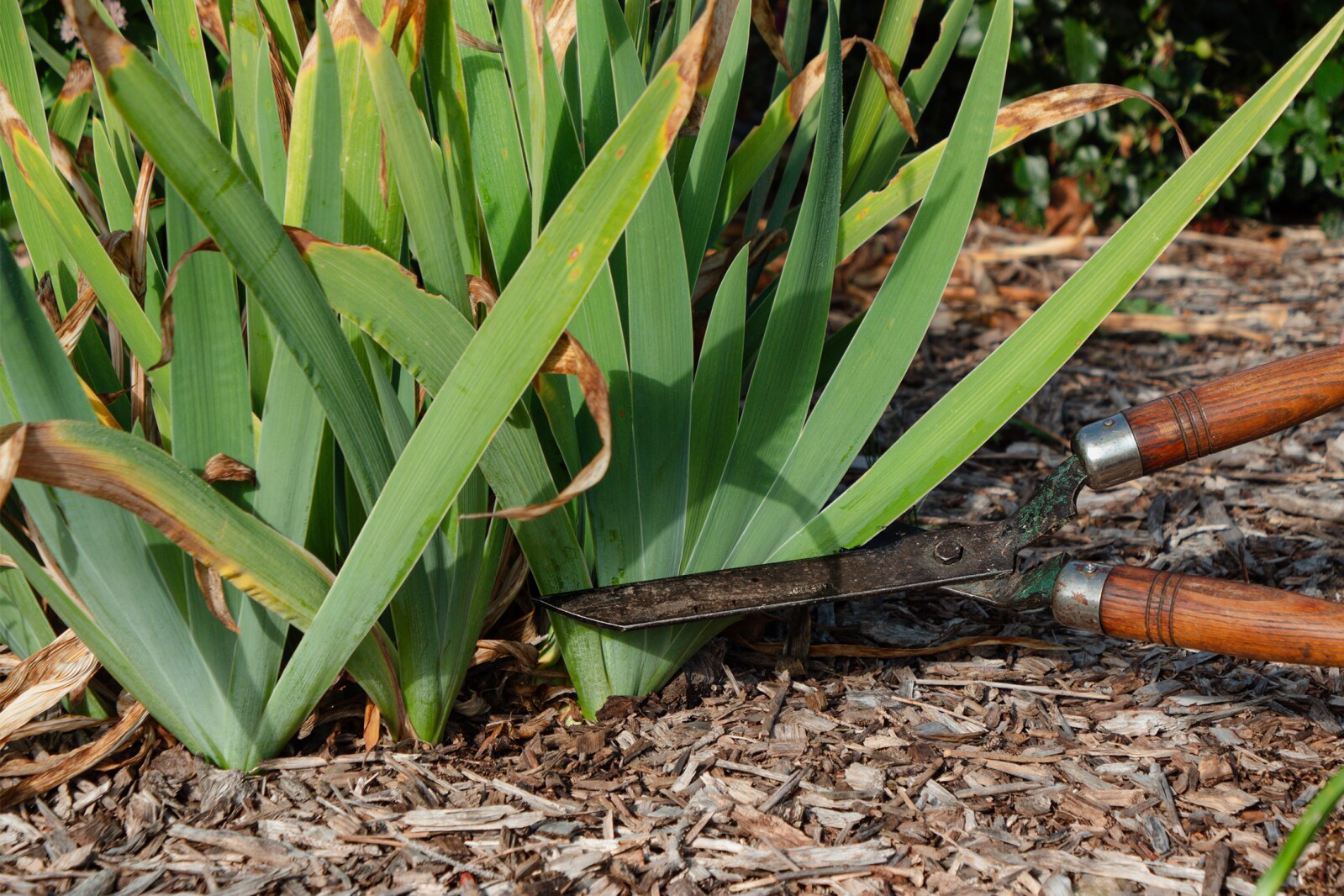 A Perennial Debate Whether To Cut Back This Fall Or Next Spring a-perennial-debate-whether-to-cut-back-this-fall-or-next-spring