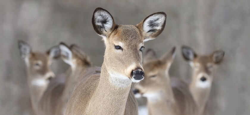 DEERTALES.jpg
