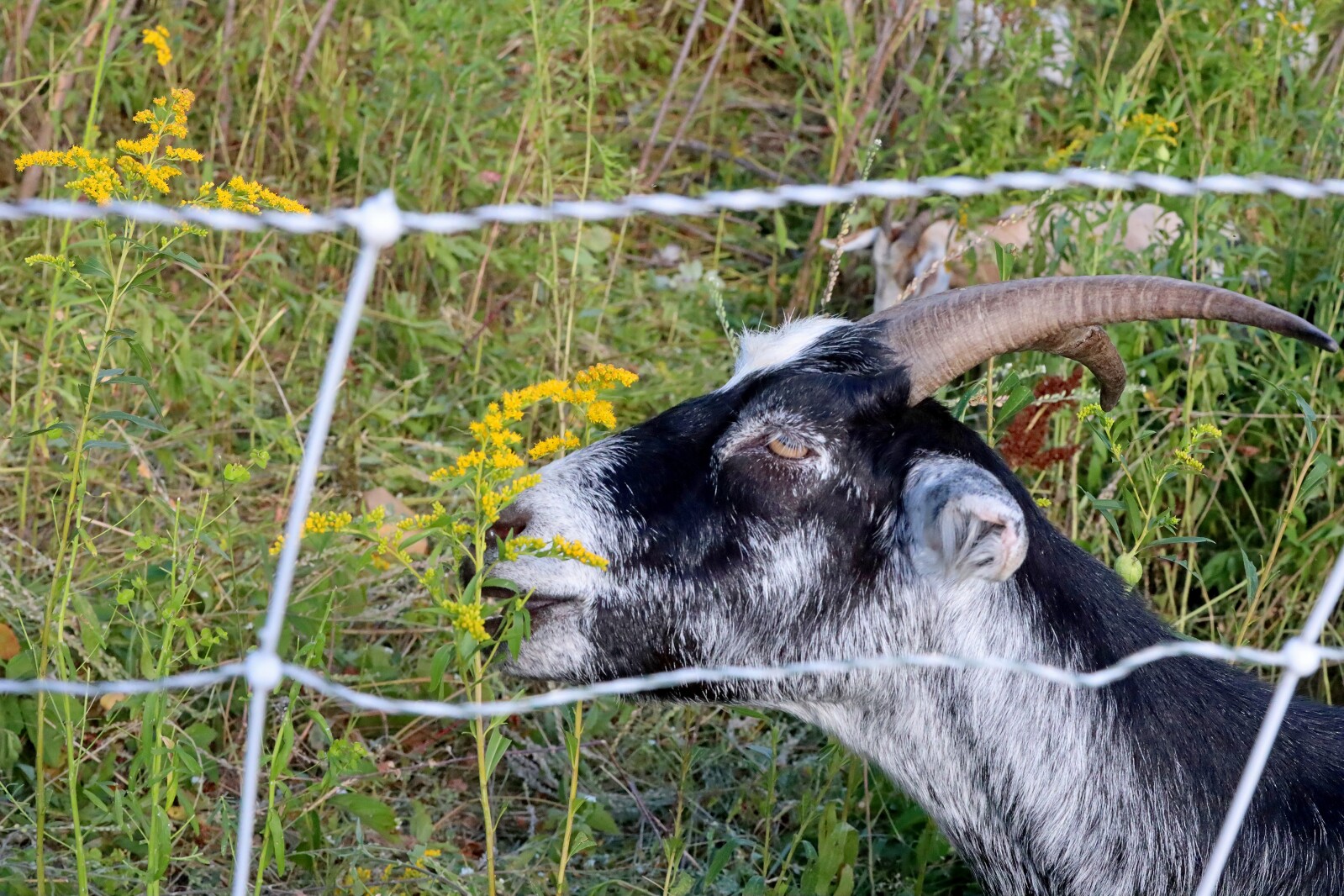 Goats at Bethlehem Evangelical Lutheran Church
