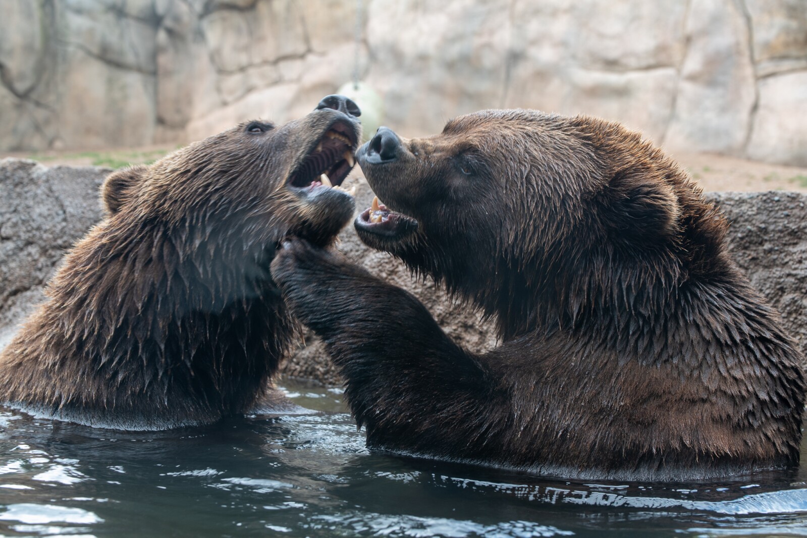 Duluth Zoo Celebrates Crowning Achievement In Bear Dentistry Duluth duluth-zoo-celebrates-crowning-achievement-in-bear-dentistry-duluth