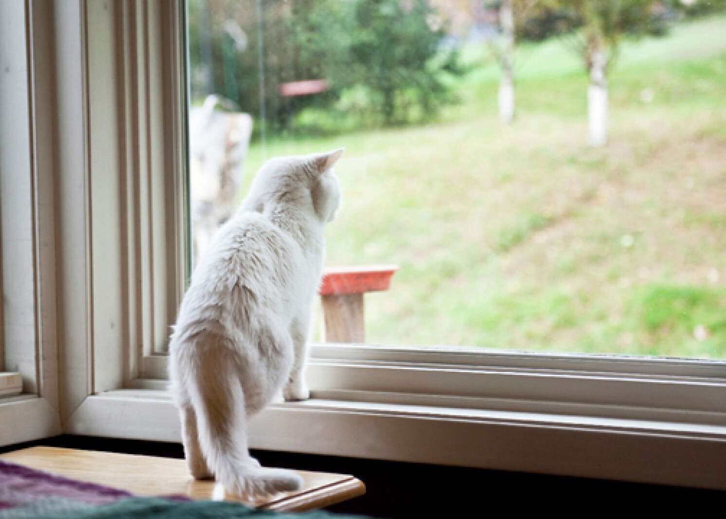 Column Outdoor Cats The Ugly Truth Duluth News Tribune News column-outdoor-cats-the-ugly-truth-duluth-news-tribune-news