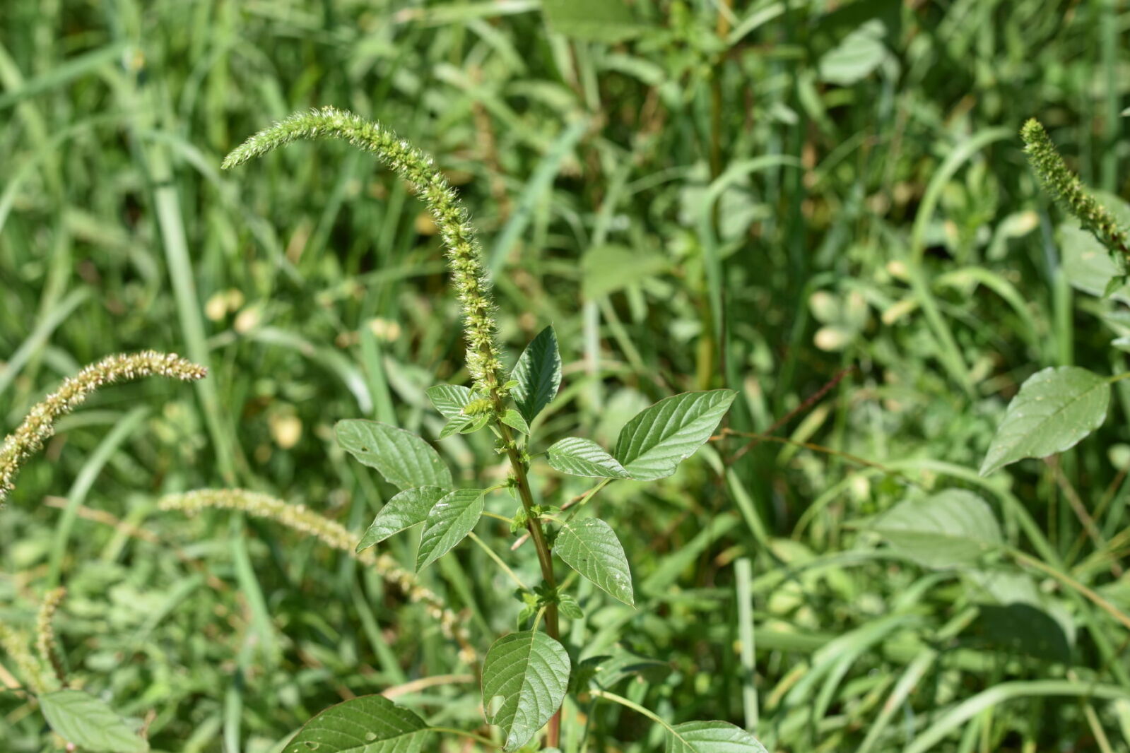 Amaranth Invasive Invasive weed, Palmer amaranth, found in 10 counties, including Douglas ...