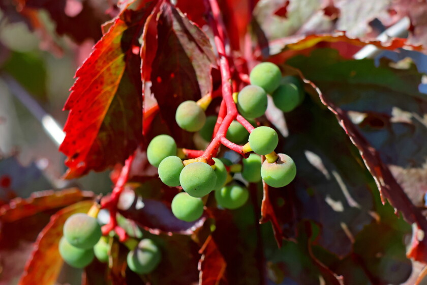 Fall Berry Color A different kind of fall color - Brainerd Dispatch | News, weather ...