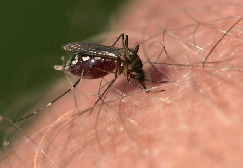 Mosquito Biting.jpg