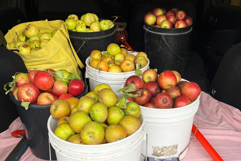April Sutor Apple Cider