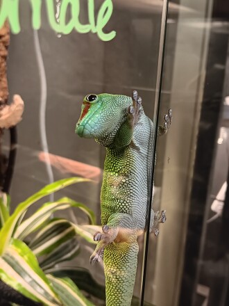 A giant day gecko is inside a tank habitat enclosure