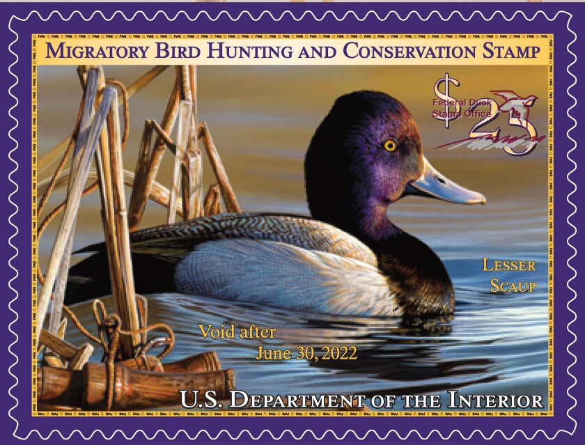 2021 federal duck stamp, lesser scaup