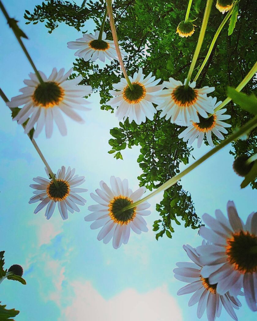 Wendy Gerlach_Oopsie Daisy.jpg