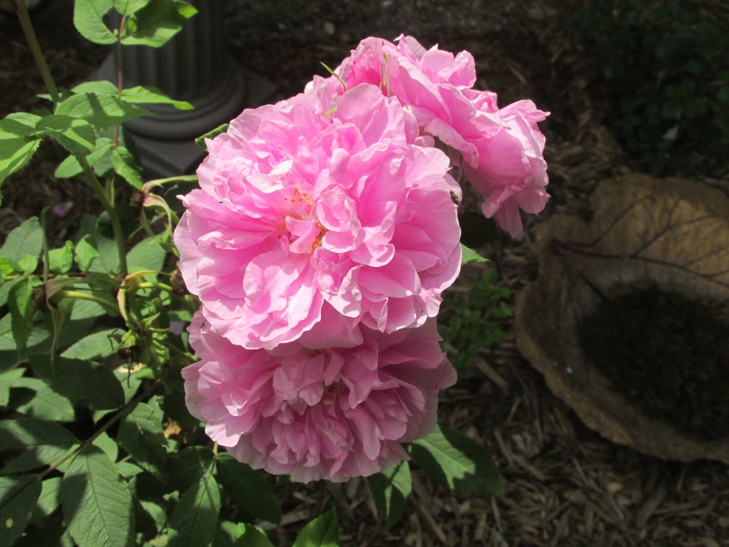 Don't be intimidated by roses in our area