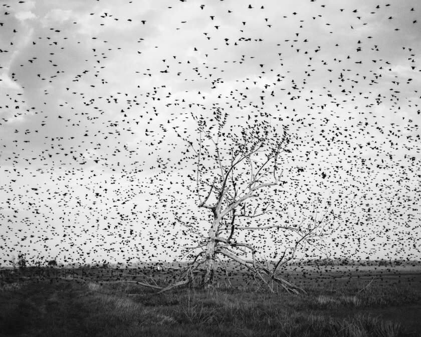 Lewis Ableidinger birds.jpg