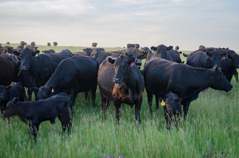 Cattle _ Black Leg Ranch.png