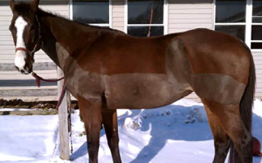 011221_trace-clipped-horse-snow.jpg