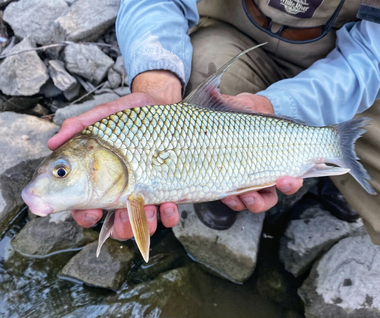 Wisconsin Rough Fish Minnesota DNR asks for input on native rough fish proposals - Grand ...