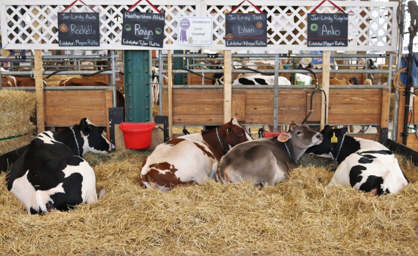 Cattle Barn cows.jpg