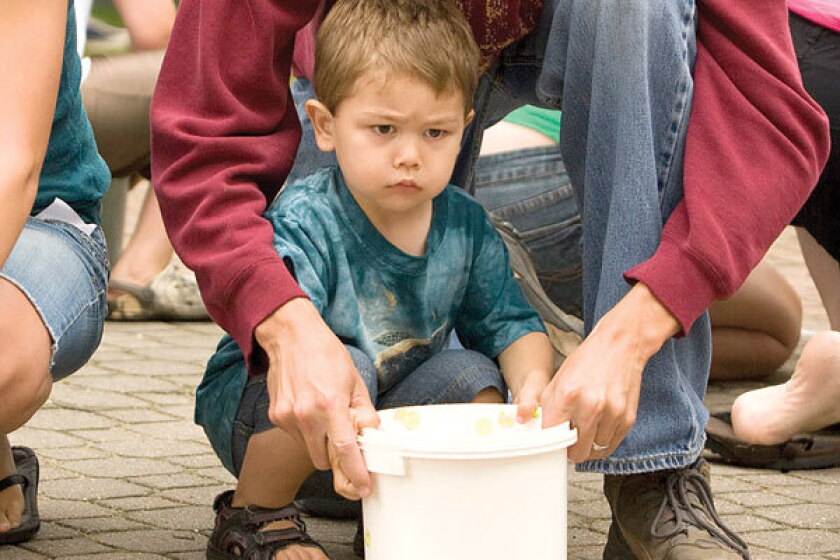 Perham Turtle Races Family-fun race may be the slowest in the county - Detroit Lakes ...