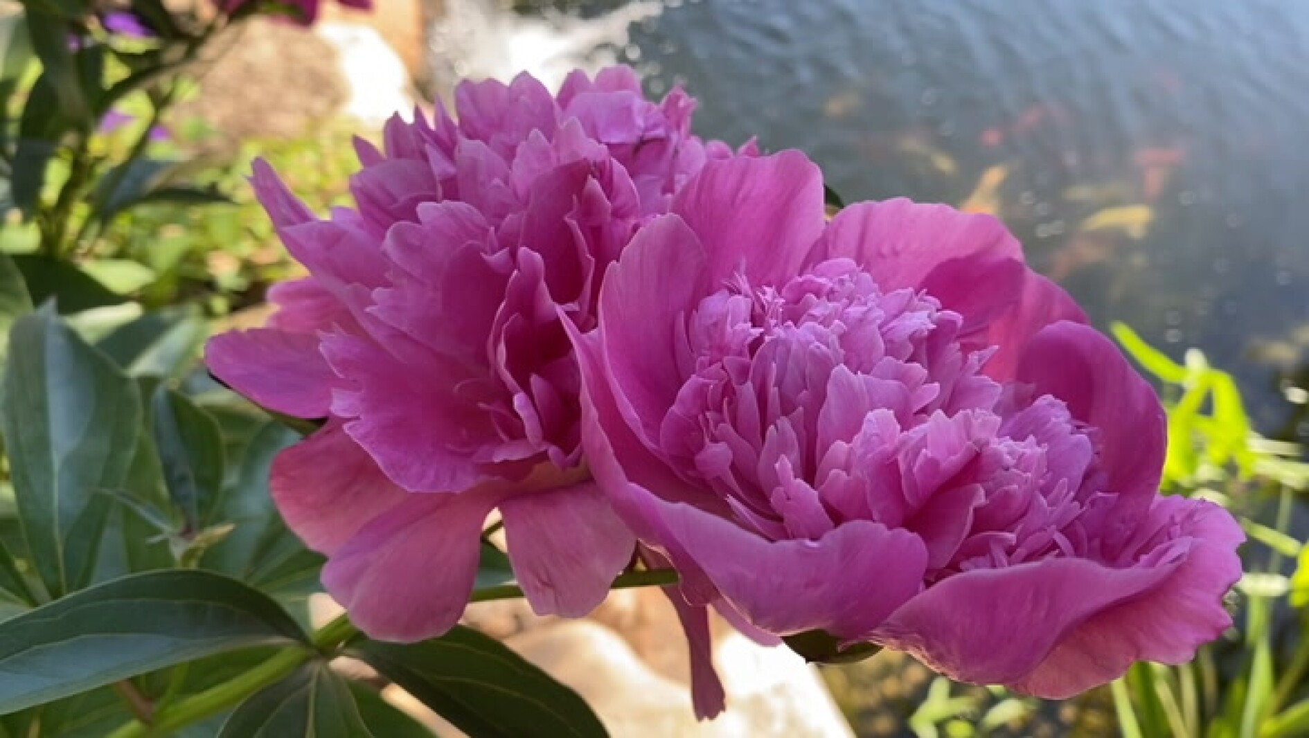 Health Fusion How to store peony buds for later blooms