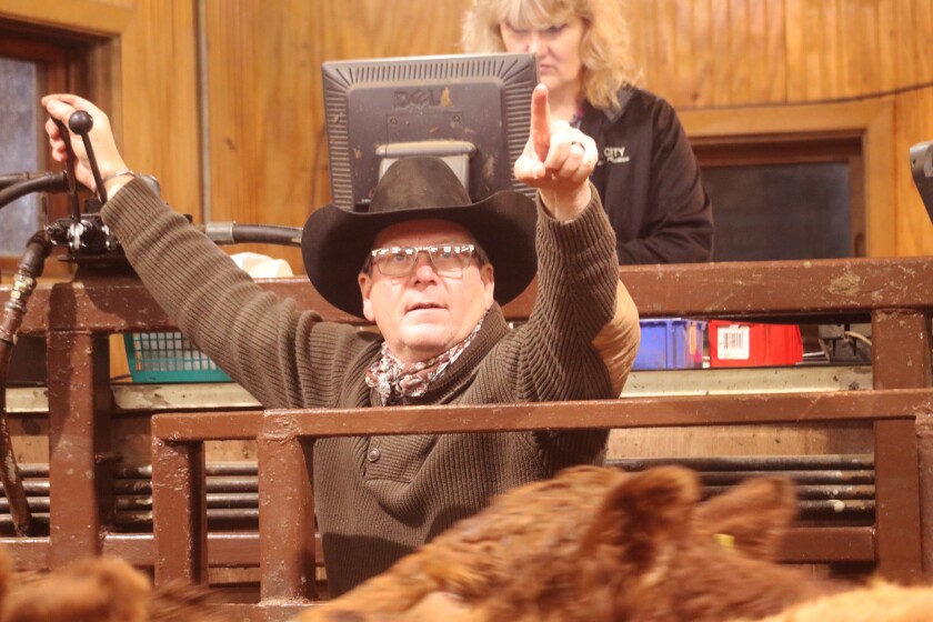 Steve Hellwig, a co-owner at Hub City Livestock Auction in Aberdeen, South Dakota, catches bids on Jan. 12, 2022, in a feeder calf sale.