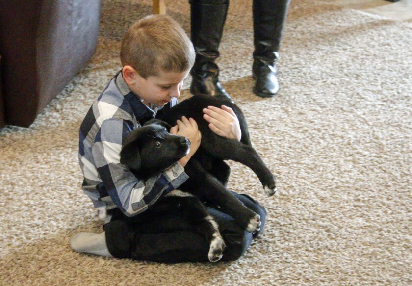 Graeson Gunkel plays with one of the four puppies rescued on Jan. 30 in the living room of his home. (Sam Fosness / Republic)