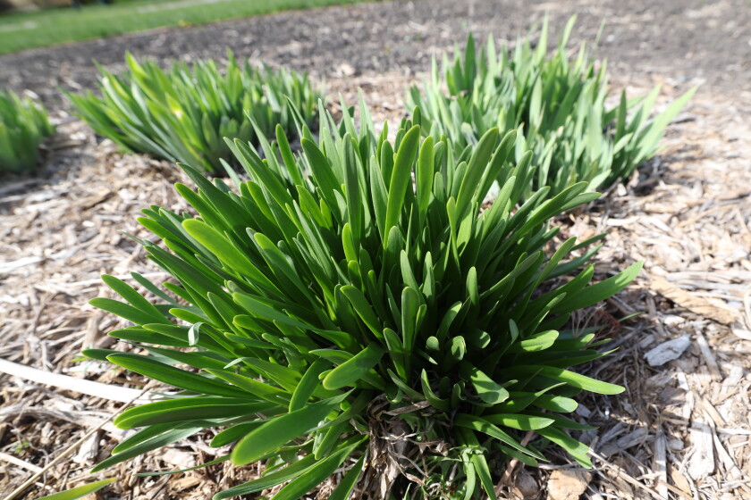 Which plants do rabbits love best? - InForum | Fargo, Moorhead and West ...