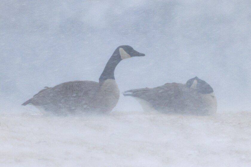 Canada geese in snowstorm