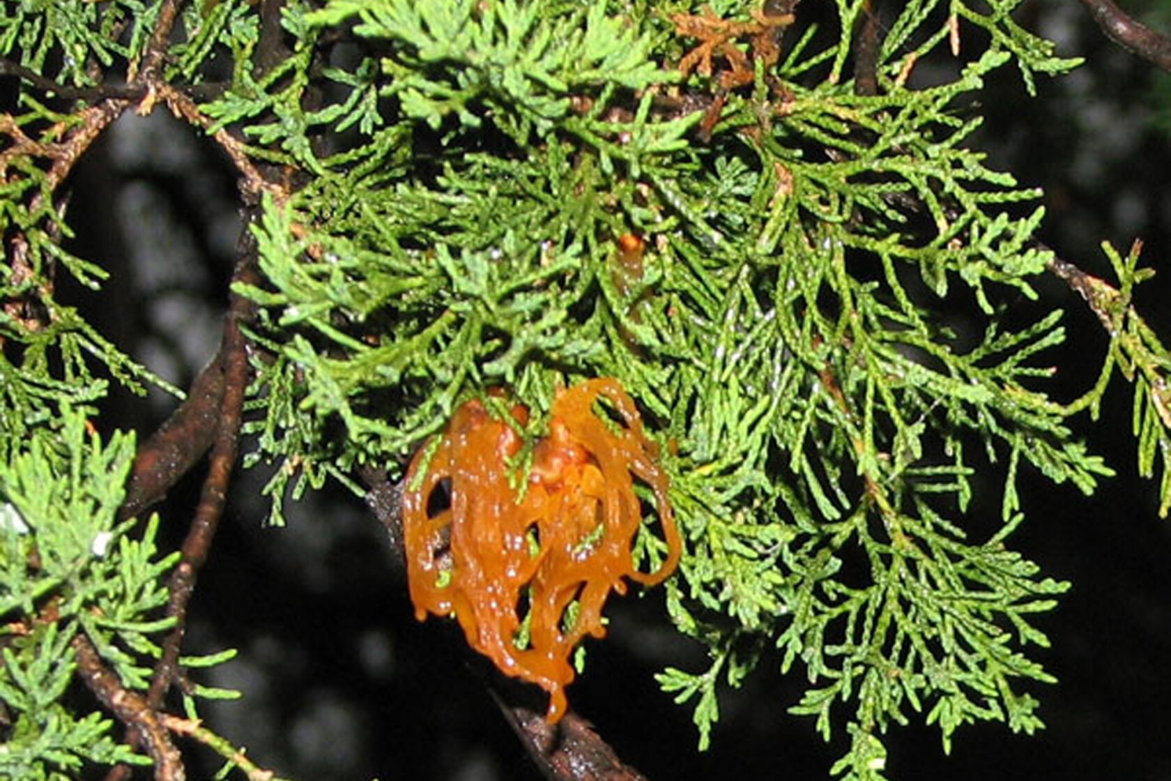 Do your trees have cedar apple rust? - Jamestown Sun | News, weather ...