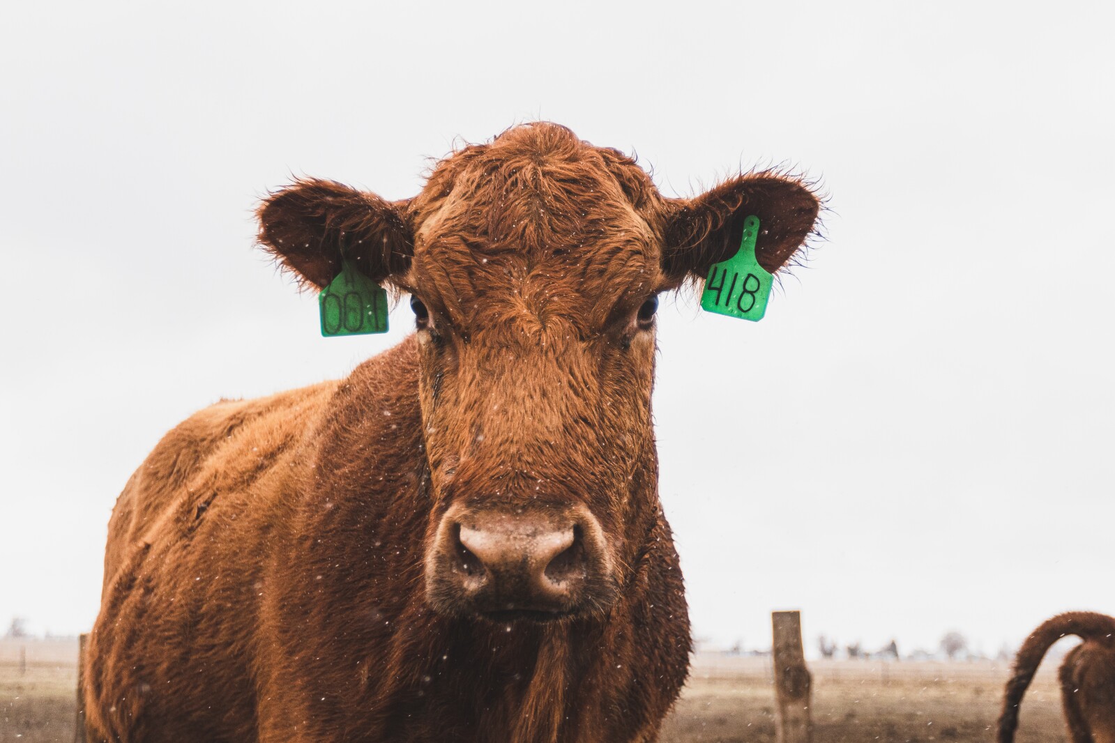 GronsethCattleFarm-3.jpg