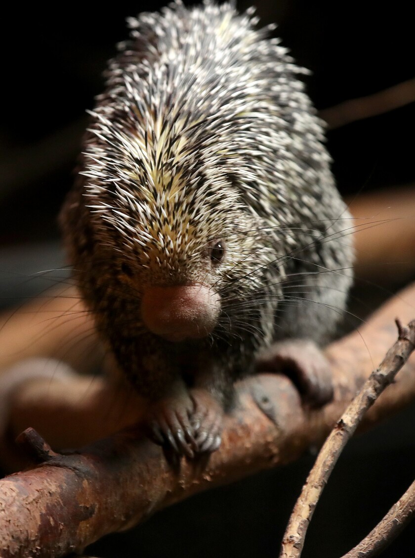 A Prehensile-tailed Porcupine hangs out on a branch in the Nocturnal Building at the Lake Superior Zoo