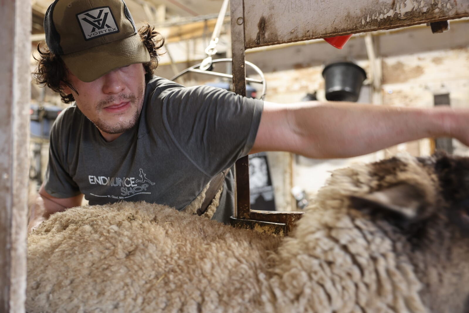 International Sheep Shearing Champion American Council The Role of Industry Organizations