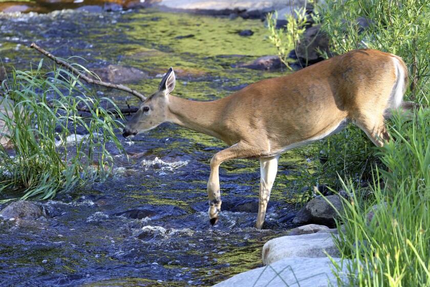 Deer walks into stream.