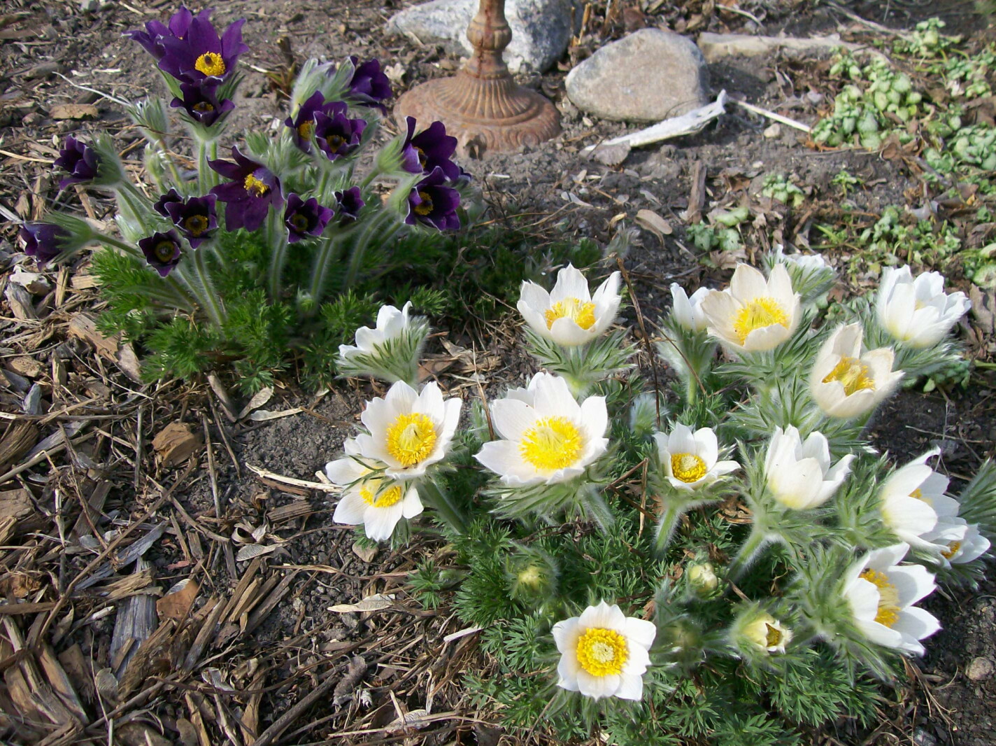 Pasque flowers are unique and different for spring
