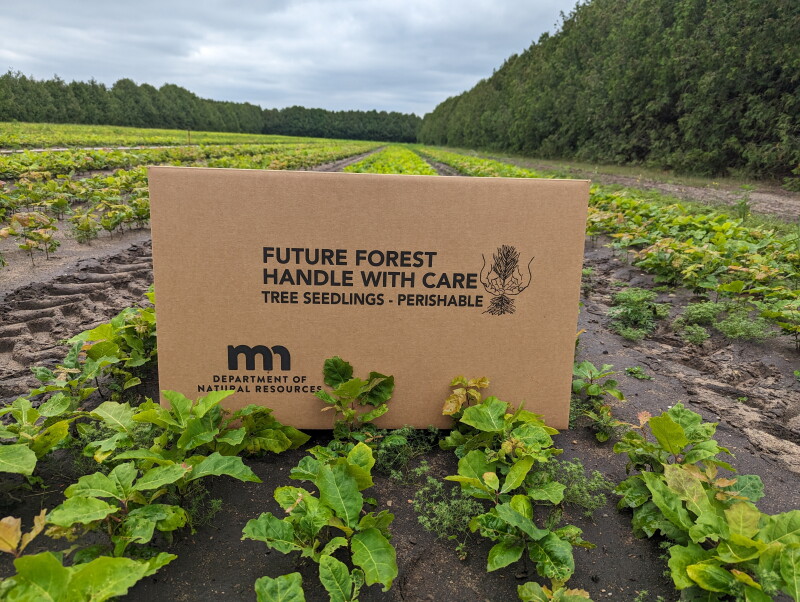 Minnesota State Forest Nursery Opens Seedling Sales Near Akeley