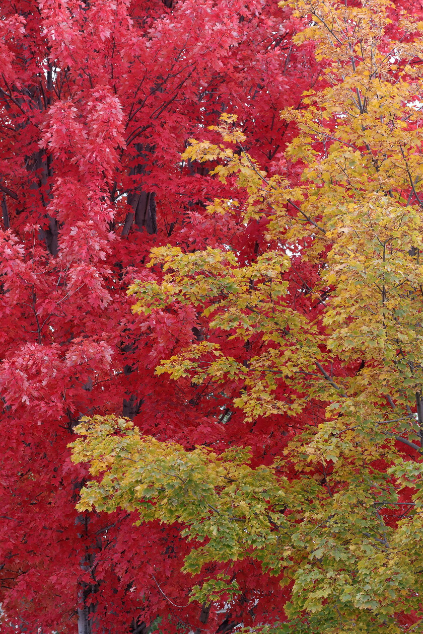 Maple R Tree Color Brilliant maples - Jamestown Sun | News, weather, sports from Jamestown ...