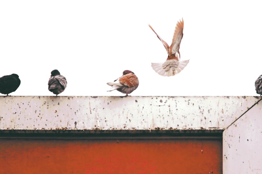 Winging it
