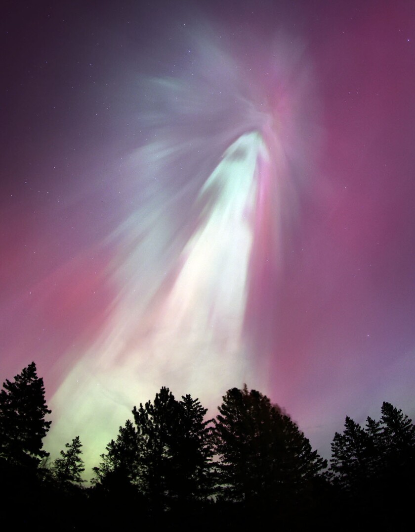 Aurora peacock