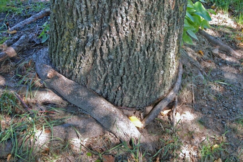 sgr3_600px.jpg