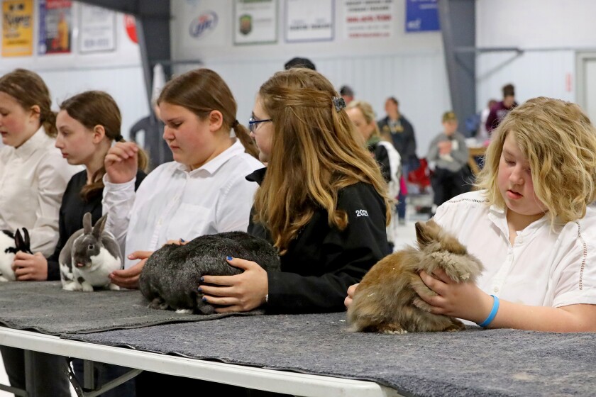 The 14th annual 4-H rabbit fun show and workshop judging Saturday, April 30, 2022, at the Crow Wing County Fairgrounds.