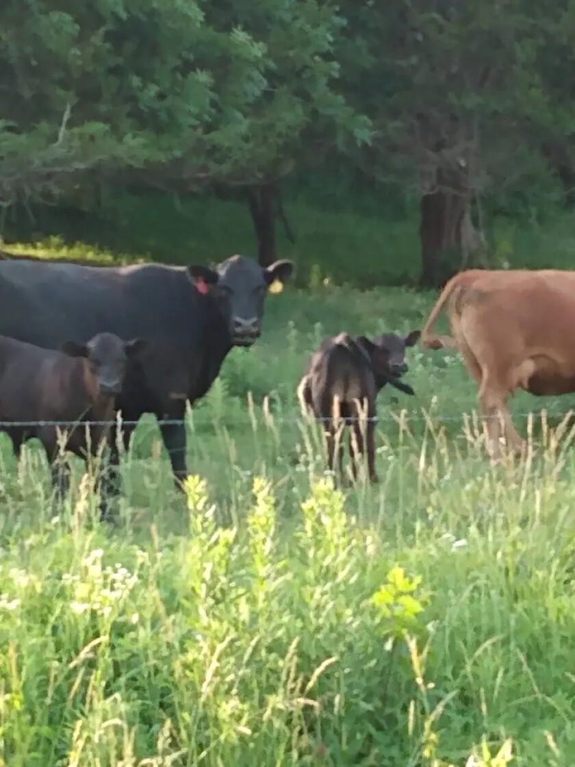 Chatfield-Cabin-Cows.jpg